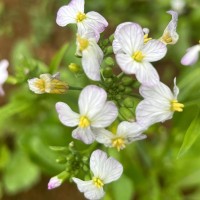 Raphanus raphanistrum L.